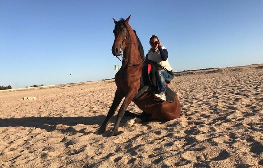 Horse Riding in Hurghada Desert & Sea