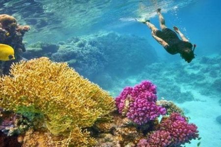 Snorkeling tour to Sharm El-Luli Bay