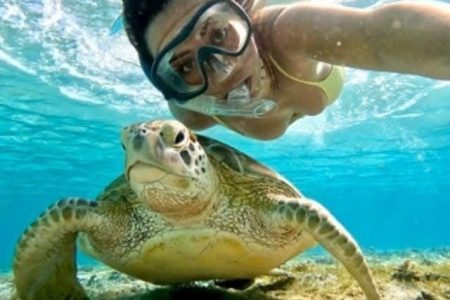 Abu Dabbab Bay Turtle | Dugong manatee excursion from Hurghada