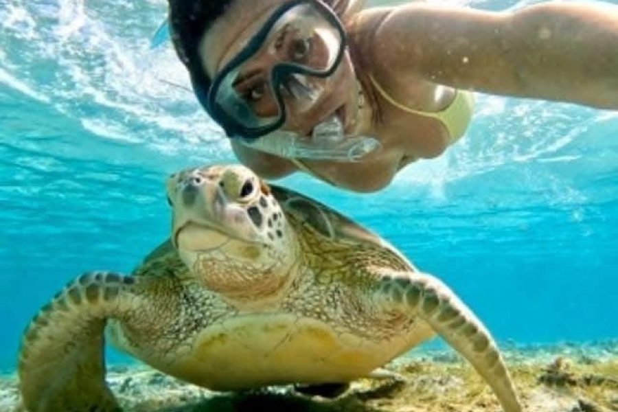 Abu Dabbab Bay Turtle | Dugong manatee excursion from Hurghada