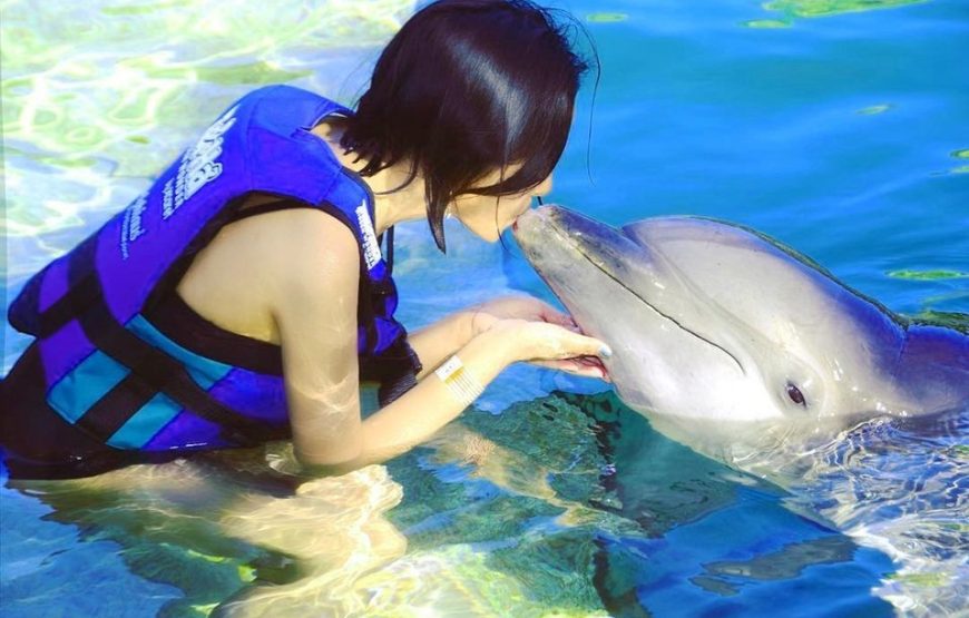 Dolphin Show Experience from Hurghada