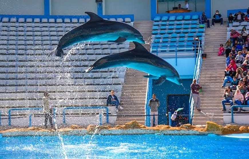 Dolphin Show Experience from Hurghada