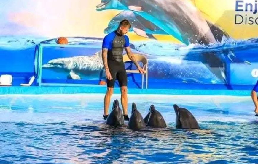 Dolphin Show Experience from Hurghada