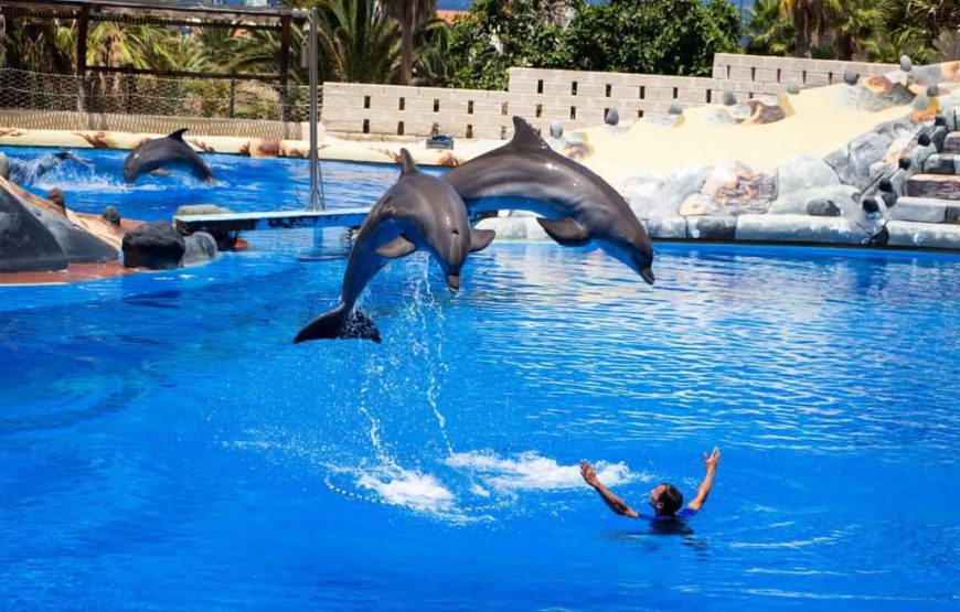 Dolphin Show Experience from Hurghada