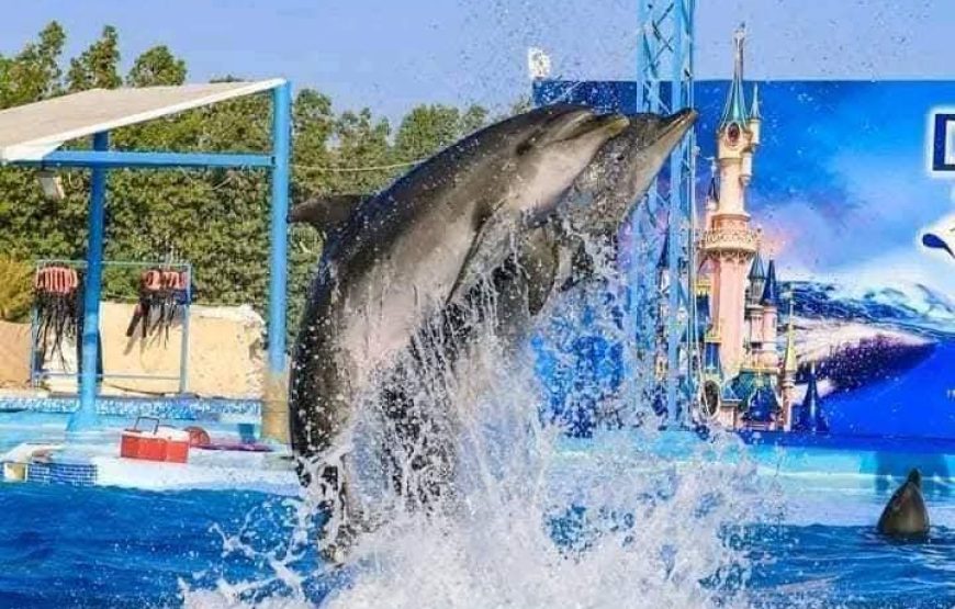 Dolphin Show Experience from Hurghada