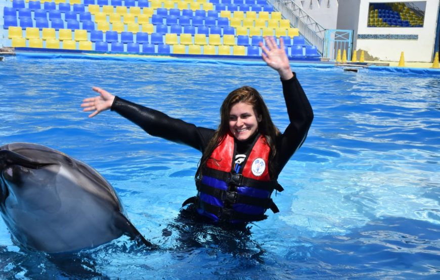 Dolphin Show Experience from Hurghada