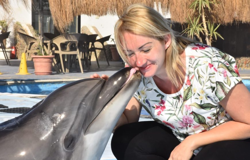 Dolphin Show Experience from Hurghada