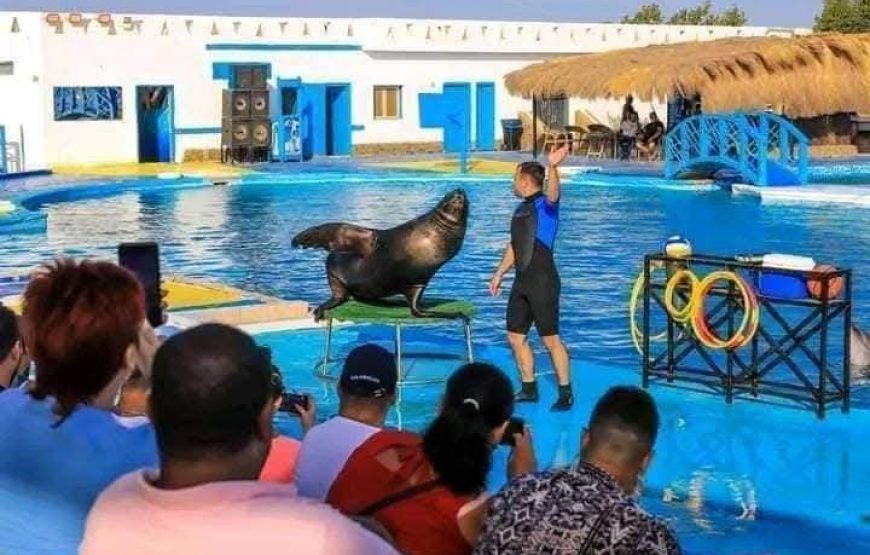Dolphin Show Experience from Hurghada