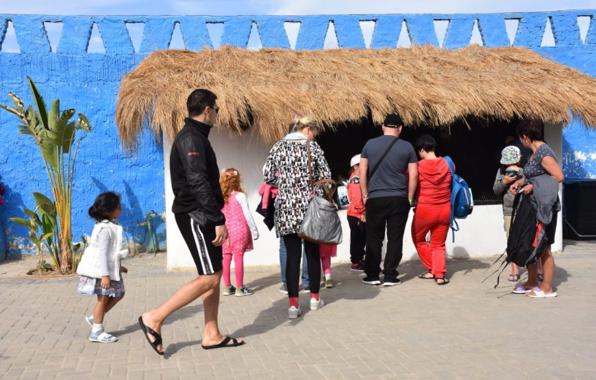 Dolphin Show Experience from Hurghada