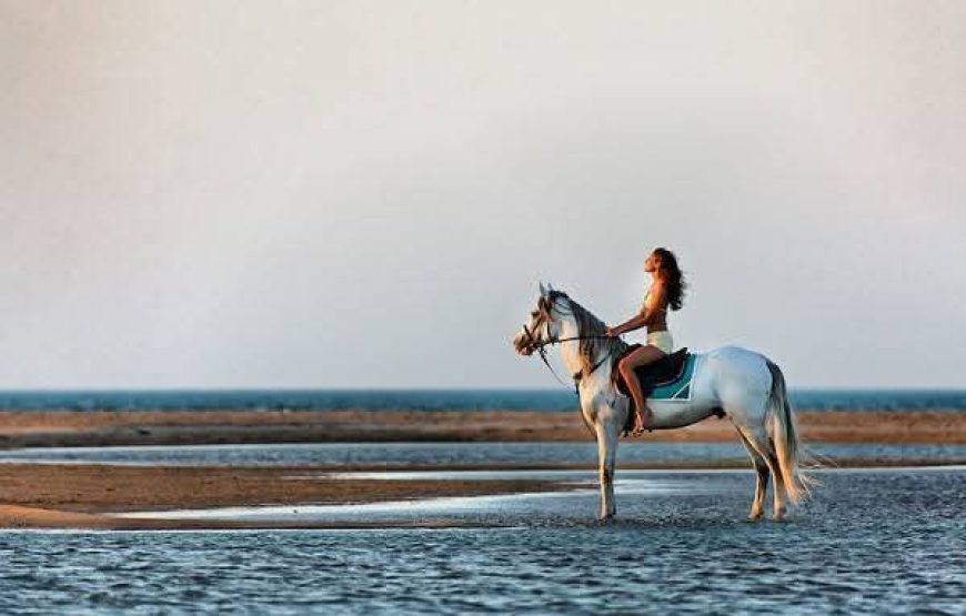 Horse Riding in Hurghada Desert & Sea