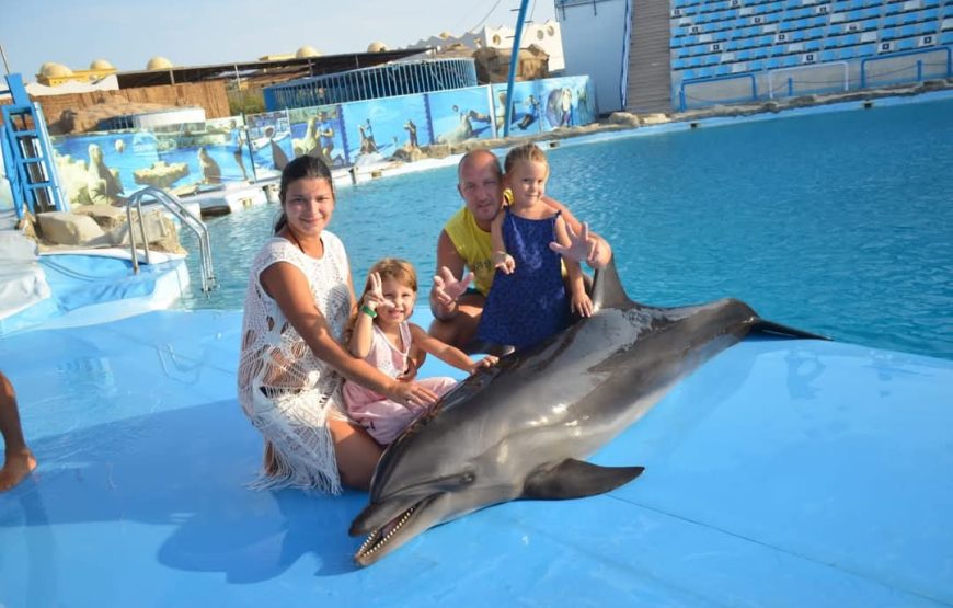 Dolphin Show Experience from Hurghada