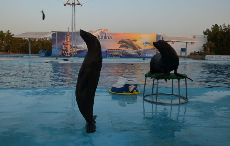 Dolphin Show Experience from Hurghada