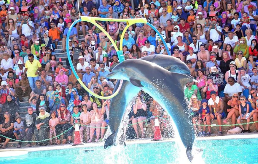 Dolphin Show Experience from Hurghada