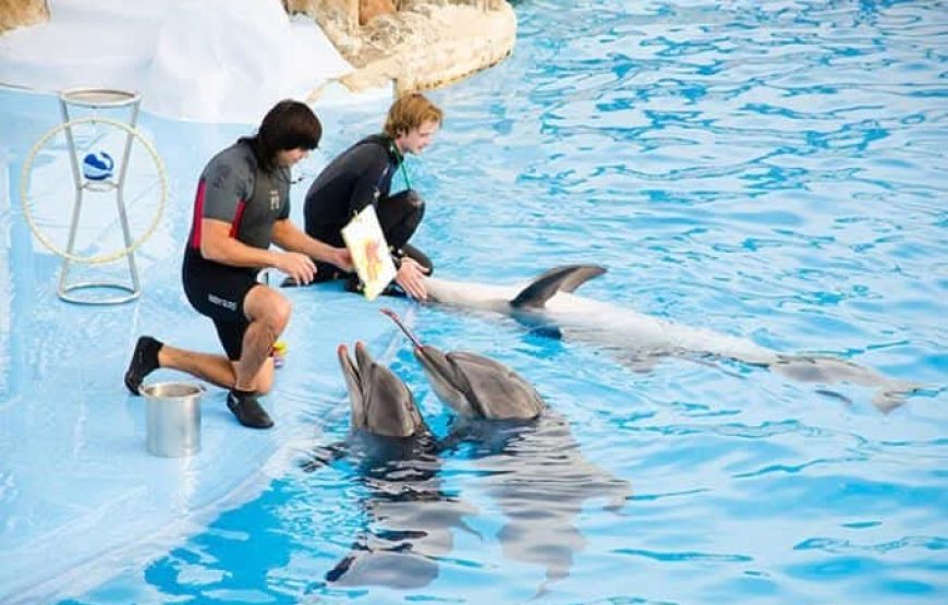 Dolphin Show Experience from Hurghada