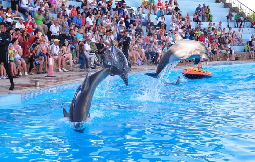 Dolphin Show Experience from Hurghada