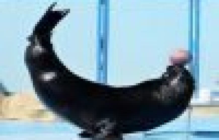 Dolphin Show Experience from Hurghada