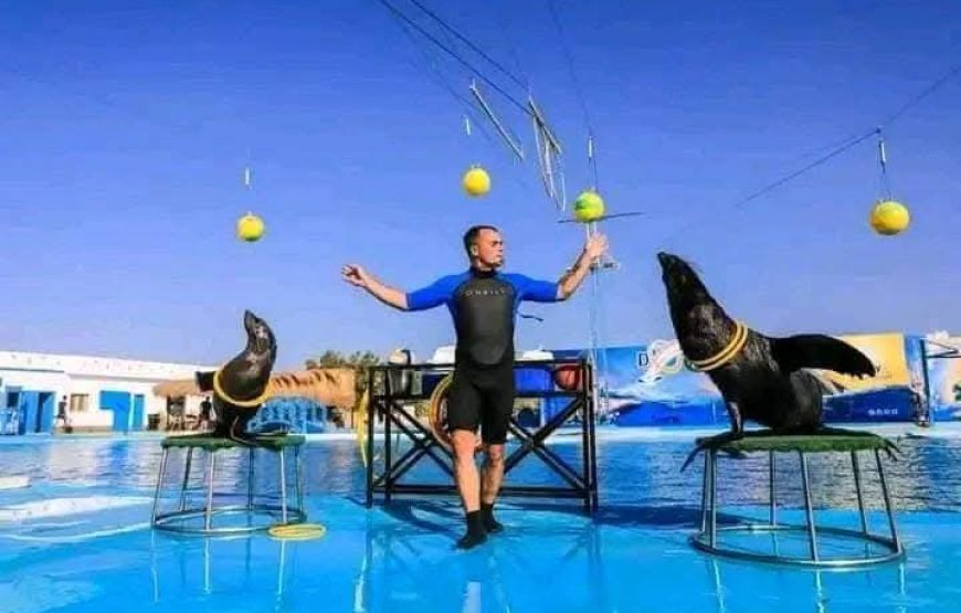 Dolphin Show Experience from Hurghada
