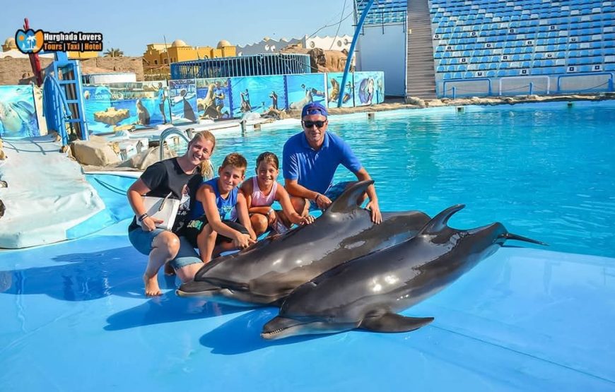 Dolphin Show Experience from Hurghada