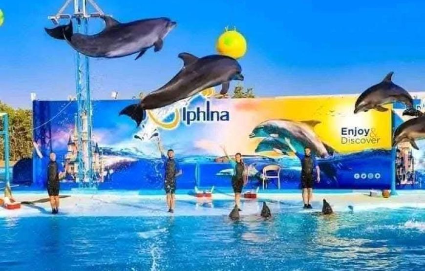 Dolphin Show Experience from Hurghada