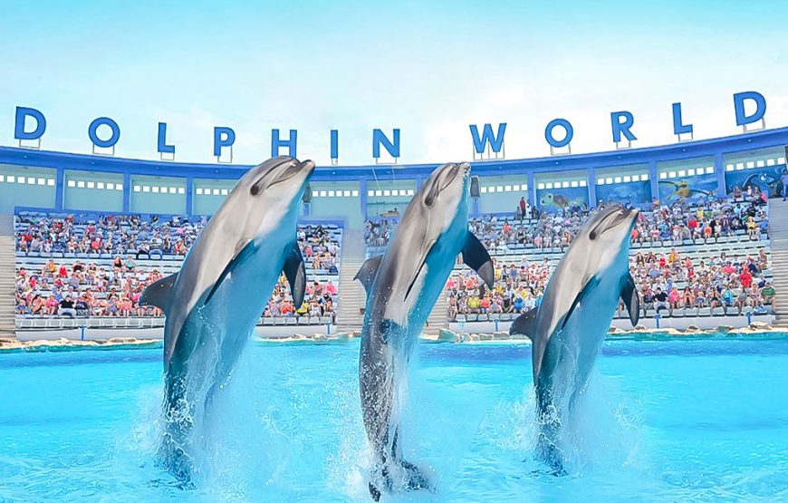 Dolphin Show Experience from Hurghada