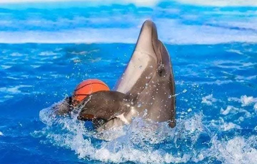 Dolphin Show Experience from Hurghada
