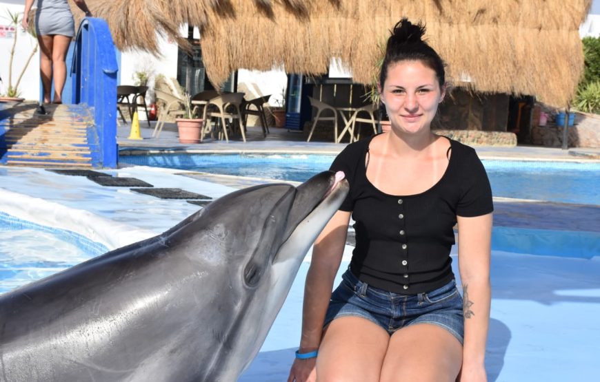 Dolphin Show Experience from Hurghada