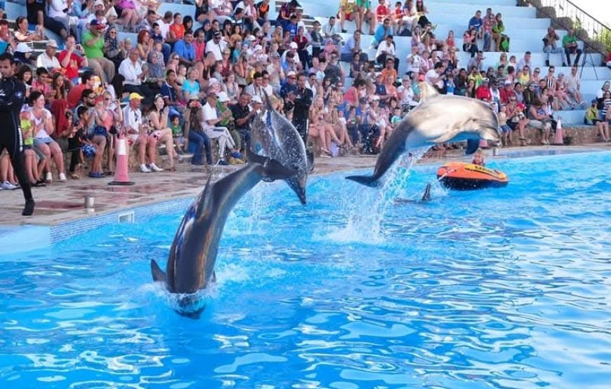 Dolphin Show Experience from Hurghada