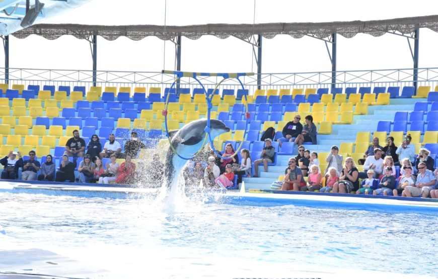 Dolphin Show Experience from Hurghada