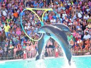Hurghada Dolphin Show Experience