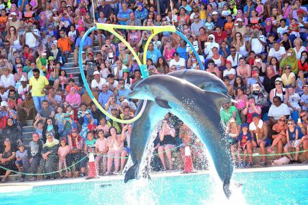 Dolphin show