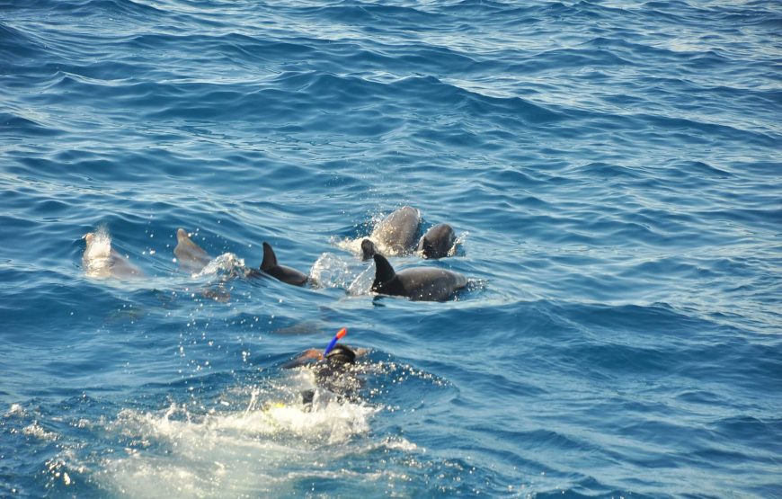 𝗩𝗜𝗣 𝗱𝗼𝗹𝗽𝗵𝗶𝗻 𝘁𝗼𝘂𝗿 𝗳𝗿𝗼𝗺 𝗛𝘂𝗿𝗴𝗵𝗮𝗱𝗮