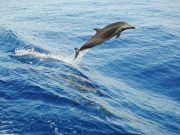 VIP Dolphin tour from Hurghada