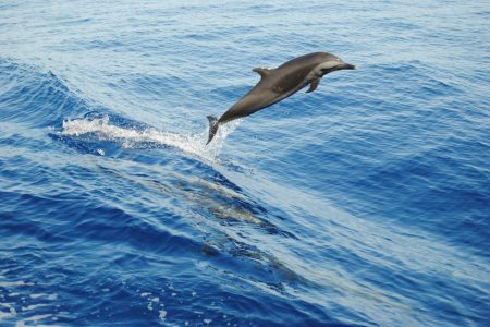 𝗩𝗜𝗣 𝗱𝗼𝗹𝗽𝗵𝗶𝗻 𝘁𝗼𝘂𝗿 𝗳𝗿𝗼𝗺 𝗛𝘂𝗿𝗴𝗵𝗮𝗱𝗮