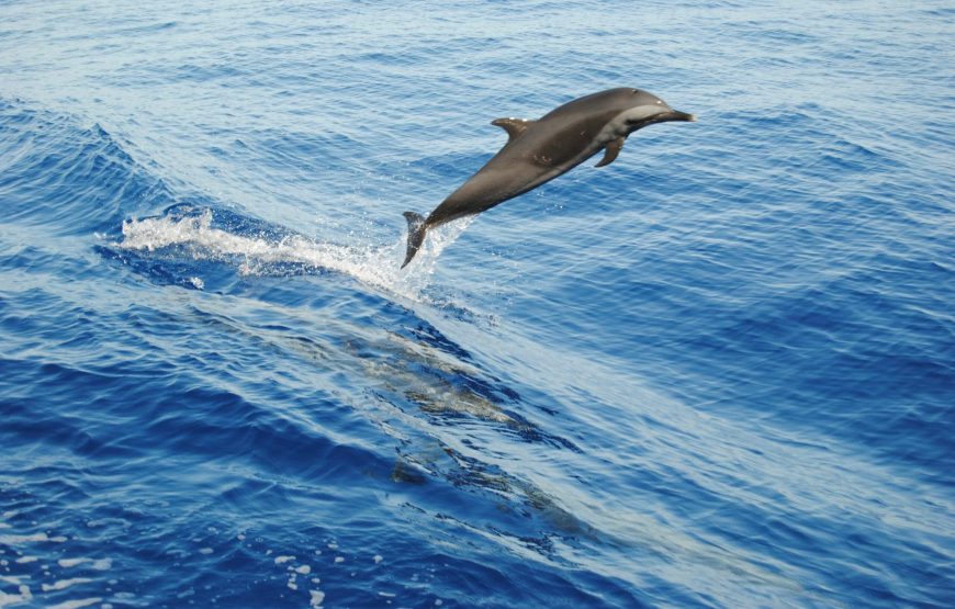 𝗩𝗜𝗣 𝗱𝗼𝗹𝗽𝗵𝗶𝗻 𝘁𝗼𝘂𝗿 𝗳𝗿𝗼𝗺 𝗛𝘂𝗿𝗴𝗵𝗮𝗱𝗮