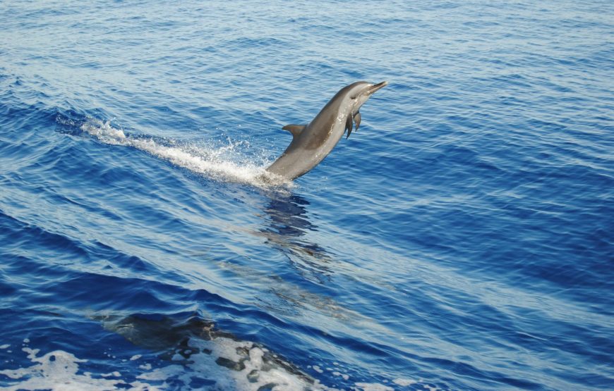 𝗩𝗜𝗣 𝗱𝗼𝗹𝗽𝗵𝗶𝗻 𝘁𝗼𝘂𝗿 𝗳𝗿𝗼𝗺 𝗛𝘂𝗿𝗴𝗵𝗮𝗱𝗮