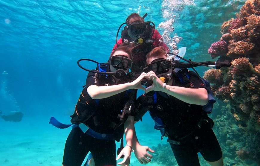 𝗩𝗜𝗣 𝗱𝗼𝗹𝗽𝗵𝗶𝗻 𝘁𝗼𝘂𝗿 𝗳𝗿𝗼𝗺 𝗛𝘂𝗿𝗴𝗵𝗮𝗱𝗮